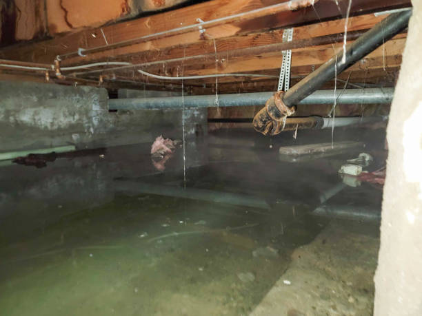 Best Mold removal after water damage  in Lexington, MN