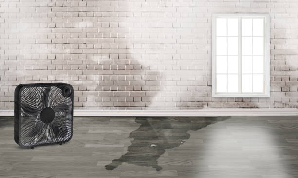 Best Water damage mitigation services  in Lexington, MN